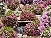 PETUNIA PLANTING