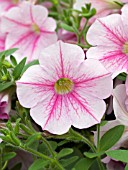 PETUNIA SURFINIA BABY COMPACT LIGHT PINK