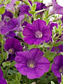 PETUNIA SURFINIA BABY COMPACT PURPLE