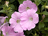 PETUNIA SURFINIA BABY PINK ICE