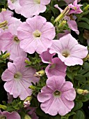 PETUNIA SURFINIA BABY PINK ICE