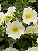 PETUNIA SURFINIA BABY VANILLA