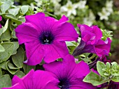 PETUNIA SURFINIA GIANT PURPLE