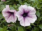 PETUNIA SURFINIA LAVENDER LACE