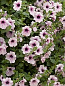 PETUNIA SURFINIA LAVENDER LACE