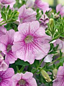 PETUNIA SURFINIA LIGHT PINK