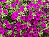 PETUNIA SURFINIA MINI MINI PURPLE