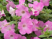 PETUNIA SURFINIA PASTEL PINK