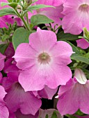 PETUNIA SURFINIA PASTEL PINK