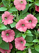 PETUNIA SURFINIA PATIO CORAL PINK