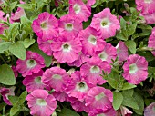 PETUNIA SURFINIA PATIO HOT PINK