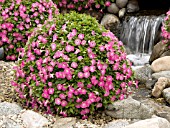 PETUNIA SURFINIA PATIO HOT PINK