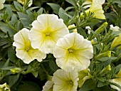 PETUNIA SURFINIA PATIO LEMON