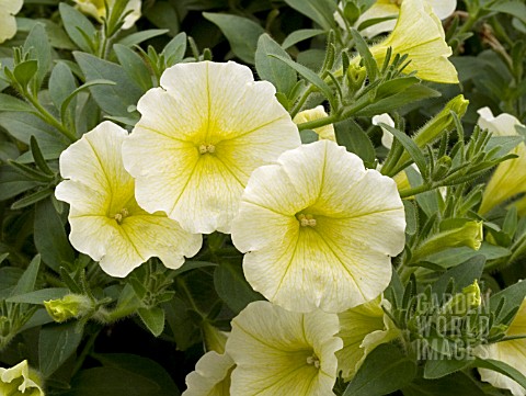 PETUNIA_SURFINIA_PATIO_LEMON