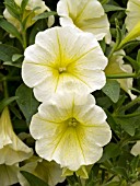 PETUNIA SURFINIA PATIO LEMON