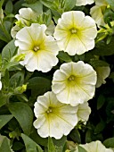 PETUNIA SURFINIA PATIO LEMON