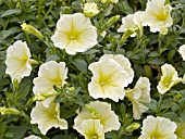 PETUNIA SURFINIA PATIO YELLOW