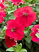 PETUNIA SURFINIA RED