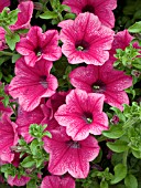 PETUNIA SURFINIA ROSE VEINED