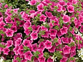 PETUNIA SURFINIA ROSE VEINED