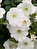 PETUNIA SURFINIA WHITE IMPROVED