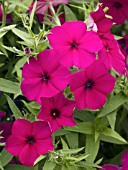 PHLOX ASTORIA MAGENTA