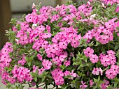 PHLOX ASTORIA PINK