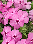 PHLOX ASTORIA PINK