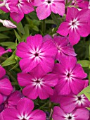 PHLOX ASTORIA PINK WHITE STAR