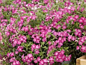 PHLOX ASTORIA PINK WHITE STAR