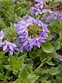 SCAEVOLA SURDIVA BLUE