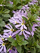 SCAEVOLA SURDIVA LIGHT BLUE