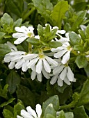 SCAEVOLA SURDIVA WHITE