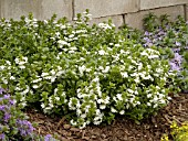 SCAEVOLA SURDIVA WHITE