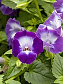 TORENIA SUMMER WAVE VIOLET ICE