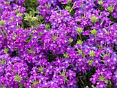 VERBENA TAPIEN BLUE VIOLET