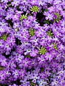 VERBENA TAPIEN LILAC