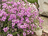 VERBENA TAPIEN PINK