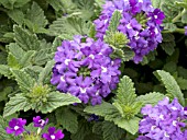 VERBENA TEMARI PATIO BLUE