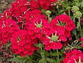 VERBENA TEMARI RED