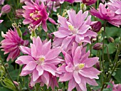 AQUILEGIA VULGARIS CLEMENTINE ROSE