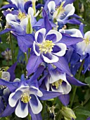 AQUILEGIA VULGARIS WINKY BLUE WHITE