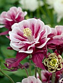 AQUILEGIA VULGARIS WINKY DOUBLE RED WHITE