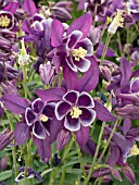 AQUILEGIA VULGARIS WINKY PURPLE WHITE