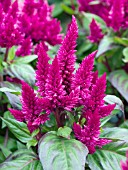 CELOSIA SPICATA SPIKY PURPLE