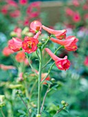 DELPHINIUM NUDICAULE REDCAP