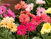 GERBERA JAMESONII MEGA REVOLUTION MIX