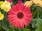 GERBERA JAMESONII MEGA REVOLUTION RED