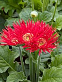 GERBERA JAMESONII MINI COLOR SPIDER RED