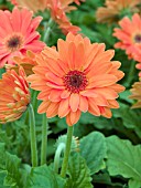 GERBERA JAMESONII REVOLUTION ORANGE